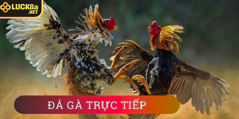 Tìm hiểu về đá hình thức đá gà trực tiếp 